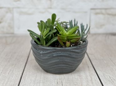 Urban Wave Succulent Garden