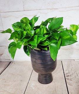 Global Green Pothos