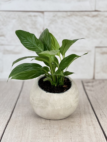 Round Stone Peace Lily