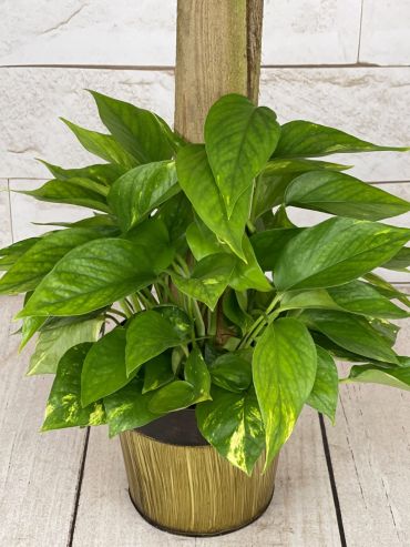 Climbing Pothos