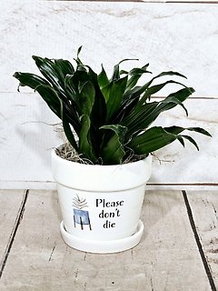 Please Don\'t Die