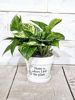 Plant Killer