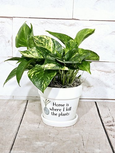 Plant Killer