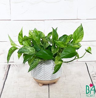 Table Top Variegated Pothos