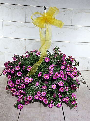 Petunia Hanging Basket
