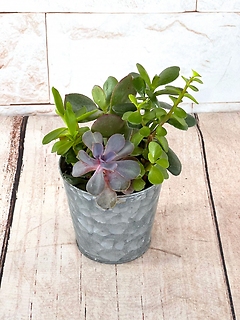 Small Succulent Tin
