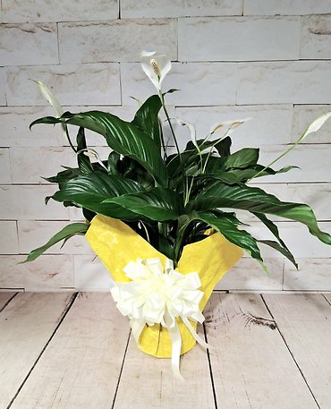 Comfort & Peace Lily