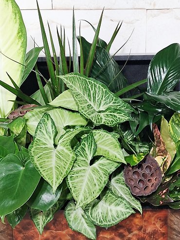 Botanical Box