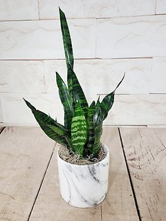 Small Snake Plant