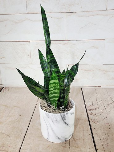 Small Snake Plant