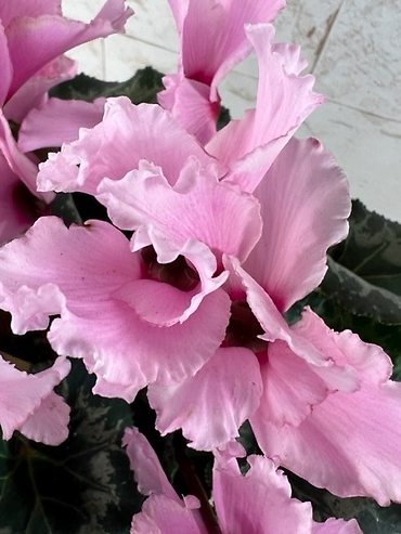Pink Butterfly Cyclamen