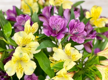 Awesome Alstroemeria