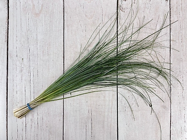 Bear Grass