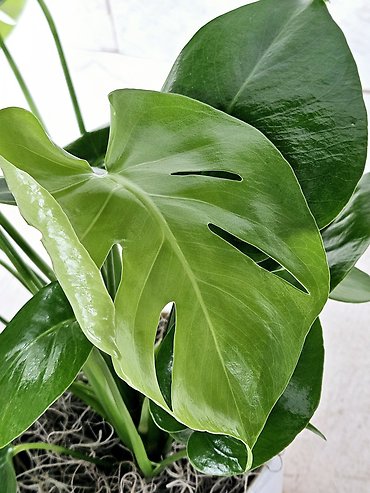 Rainbow Monstera
