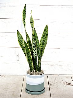 Snake Plant