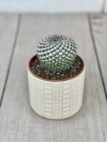 Old Lady Cactus