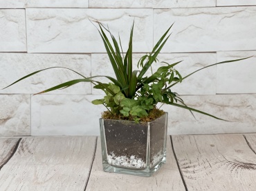 Glass Dishgarden