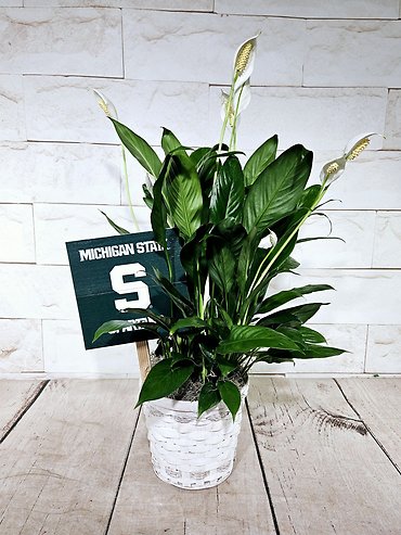 MSU Peace Lily