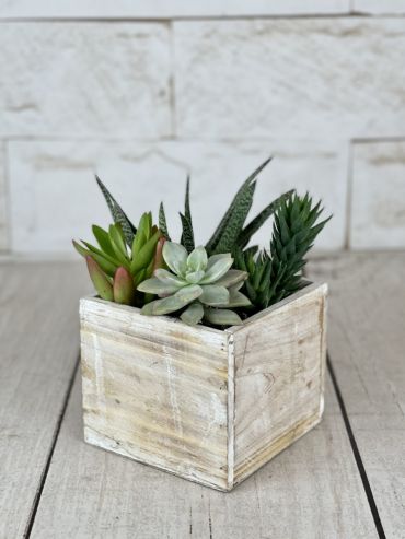 Medium Succulent Box