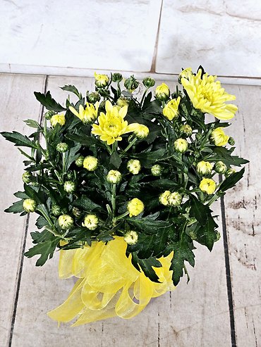 Mini Mum Plant