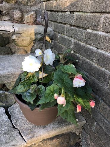 Hanging Begonia