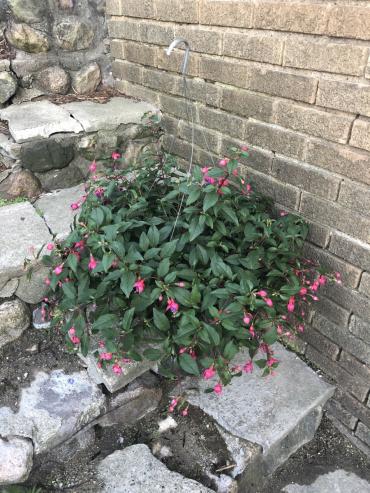 Hanging Fuschia