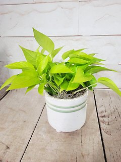 Lemon Lime Pothos
