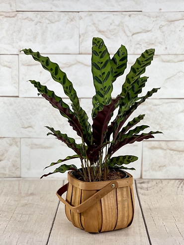 Rattlesnake Calathea
