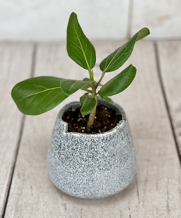 Indian Banyan