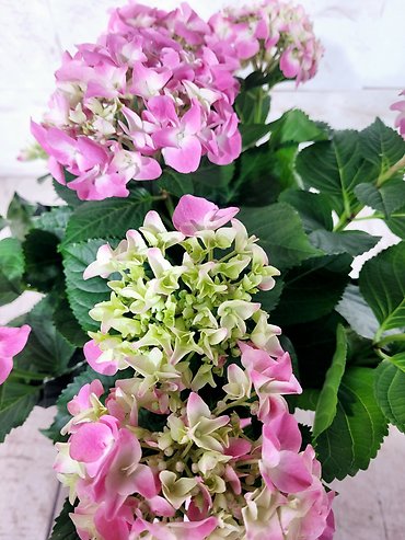 Hydrangea Plant