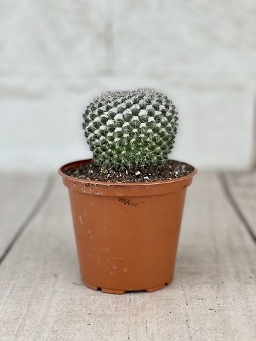 Old Lady Cactus